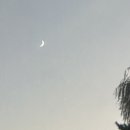 달빛손톱 이미지