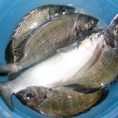 서브마린 이미지