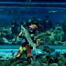 남한강 물고기 | 괴산 아이랑 가볼만한곳 충북아쿠아리움, 물고기+곤충+체험이 무료!