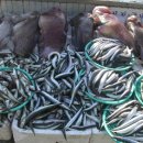 대게풍년 이미지