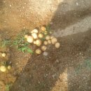 기쁨농장 이미지