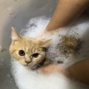 쿠찌헤어 | 토평동 평내동 고양이무마취미용 고양이출장미용전문 고고펫~ 쿠찌(브리티쉬숏헤어)고양이 탄산스파 후기