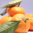 북동농원 이미지