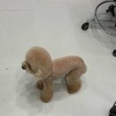 짱구애견하우스 이미지