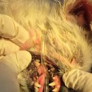 구리동물병원 | 치첨단 농양 발치후 플랩수술 스케일링 수술 구리 래플즈동물병원 향기 치료후기