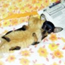 도도한고양이 이미지