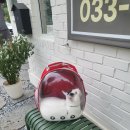 셀레네 동물병원 이미지