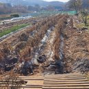 25년11월12일(수) 올해 마지막수확 서리태콩 탈곡(45kg) 이미지