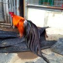 피닉스 이미지