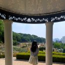 부천행복택시(협) | 부천 백만송이 장미원 축제 가는길 위치 날짜 기간 주차 근처 맛집 다녀온 후기