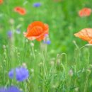 용수골꽃양귀비축제 이미지