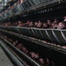 철원동물약품 이미지