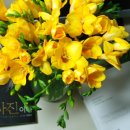 후리지아 이미지