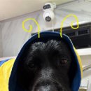 멍즈니랜드 이미지