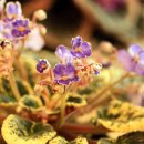 2026 시카고 보타닉가든 Gesneria(African Violet)전시.. 이미지