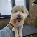 까끌레멍 이미지