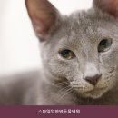 스마일양한방동물병원 | 파주동물병원 스마일양한방동물병원 진료 및 비용 확인 시 유용한 체크포인트