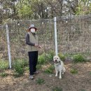 드림애견학교 이미지