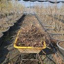 가지와나니 이미지