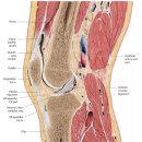 synovial joint, synovial fluid 생노병사 - 간단히 정리해야 이미지