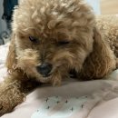 덕비네수제간식 | [강아지수제간식] 청주 봉명동 덕비네수제간식