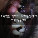 새봄동물병원 이미지