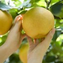 기관지, 폐 건강 및 기침에 좋은 식품 19 이미지