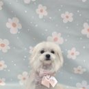 [안다펫살롱] 말티즈 뭉치의 6mm 판타롱 미용, 여신 알머리로 변신한 사랑스러운 하루♥