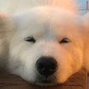 두부사랑 이미지