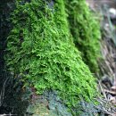 용인중앙공원 이미지