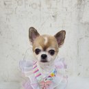 토비애견미용 이미지