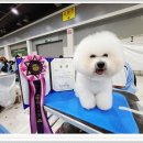 #아름답개 이미지