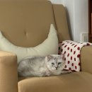 네일모레 | 성신여대왁싱 오늘네일모레 속눈썹왁싱에서 브라질리언 왁싱 받은 후기