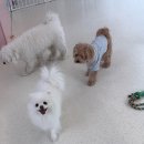 멍집사 | 수지 동천동 애견호텔 멍집사 방문 후기 😊