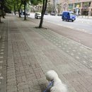 허니바우 이미지