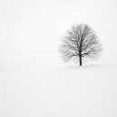 늦게 피는 꽃 이미지