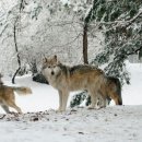 늑대는 인류 문명속에서 공존할 수있나요? 이미지