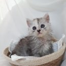 캣월드(빠마캣) 이미지