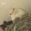 제비네 농장2 이미지