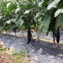 강천산 도라지골 이미지