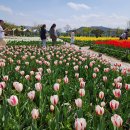 황산공원 축구장 | 양산 황산공원 튤립. 유채꽃 절정