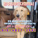 해운대 펫택시 이미지