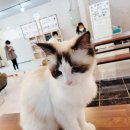 냥린이네 이미지