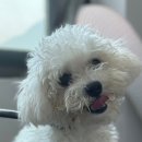 호텔 독스 이미지