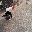 사슴영토한록원 이미지