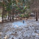 루루는포메 | 대전근교 군산 강아지 운동장 대관 루루나나숲 다녀온 후기