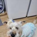 러브독스 네이버블로그