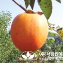법인감나무