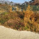 유복립 묘 이미지