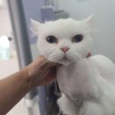 아꼬운냥 이미지